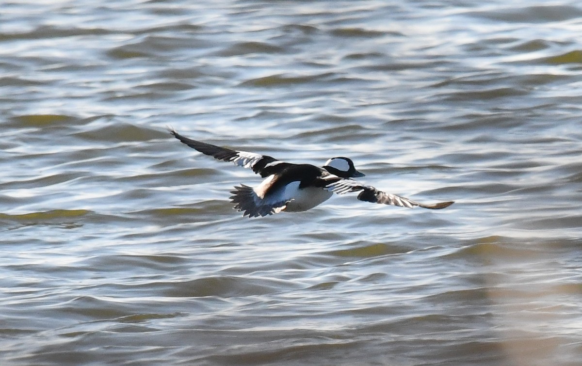 Bufflehead - ML646750574