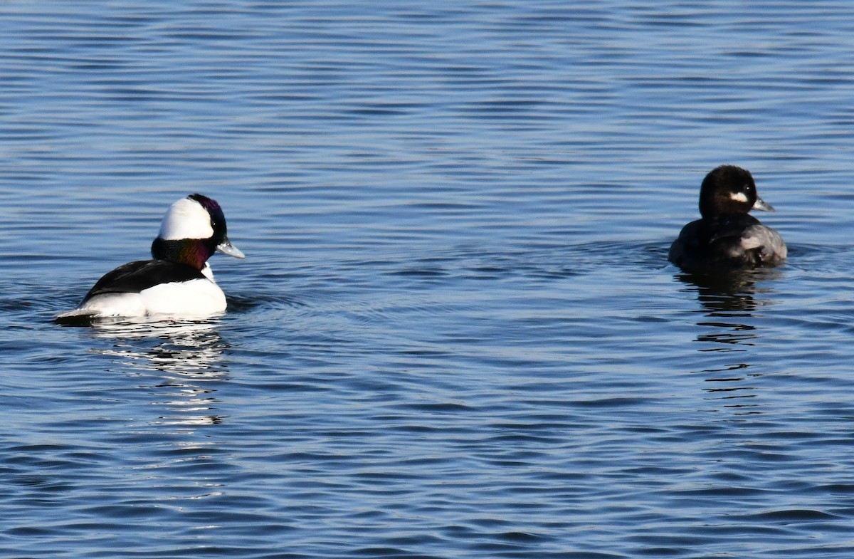 Bufflehead - ML646750579