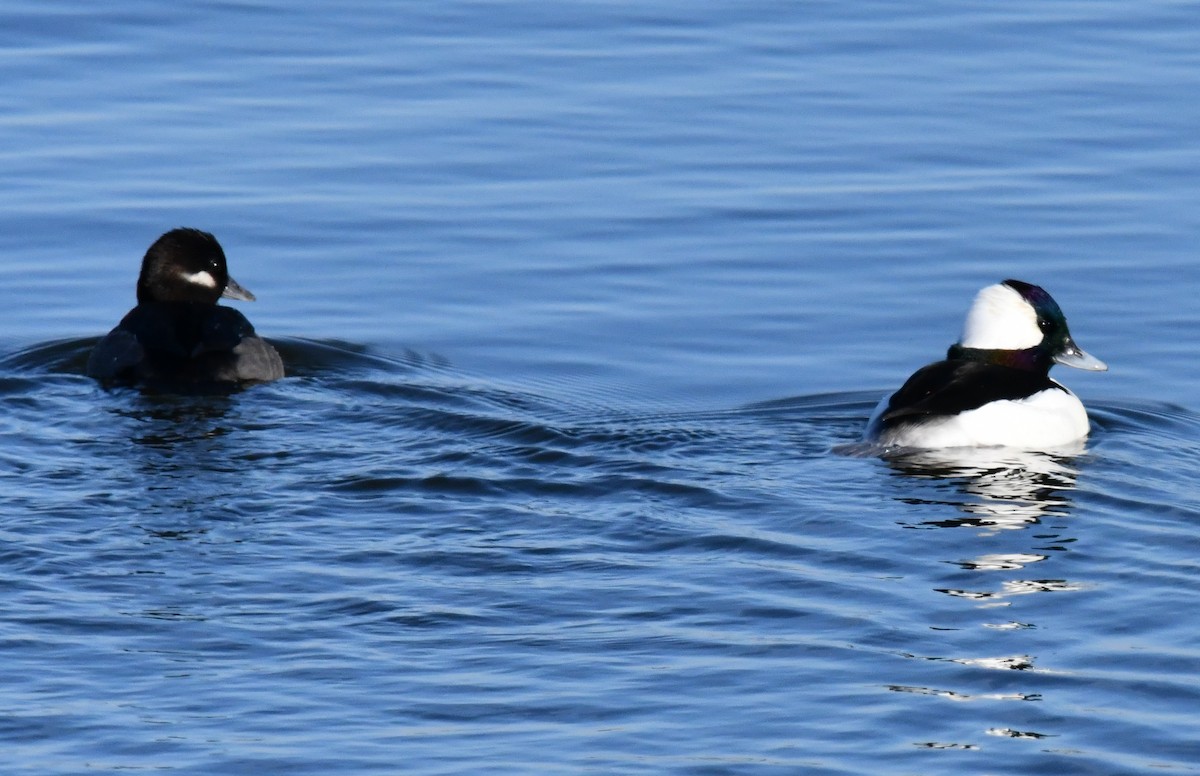 Bufflehead - ML646750584