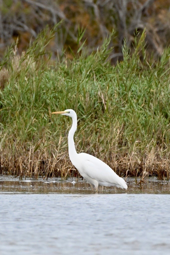 Koartza zuria - ML646750590