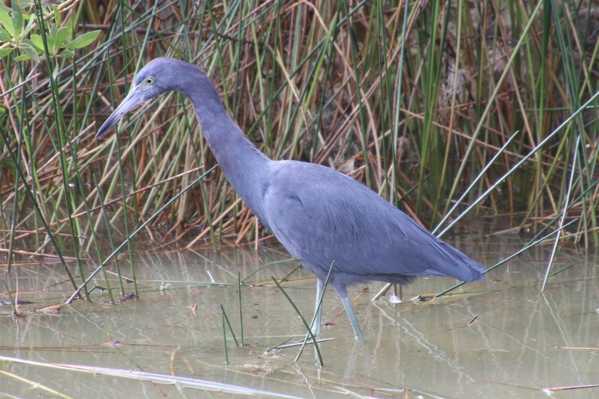 Little Blue Heron - ML646750592
