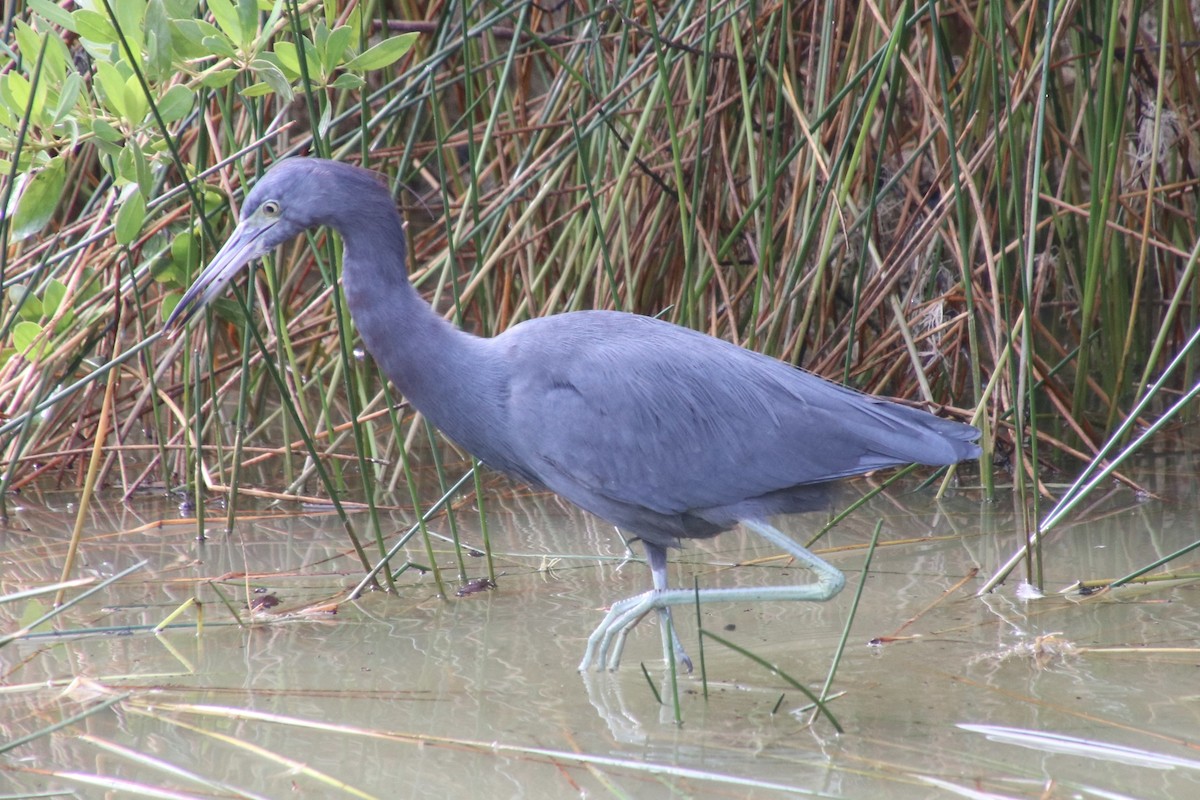 Little Blue Heron - ML646750593
