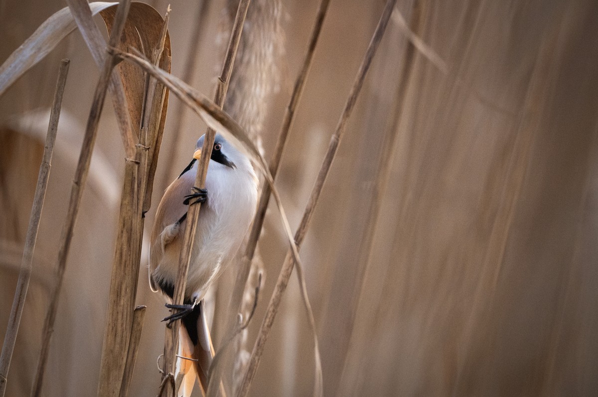 Bearded Reedling - ML646750595