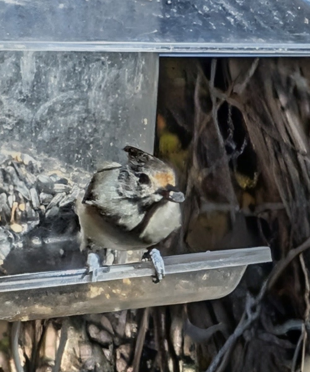 Tufted x Black-crested Titmouse (hybrid) - ML646750597