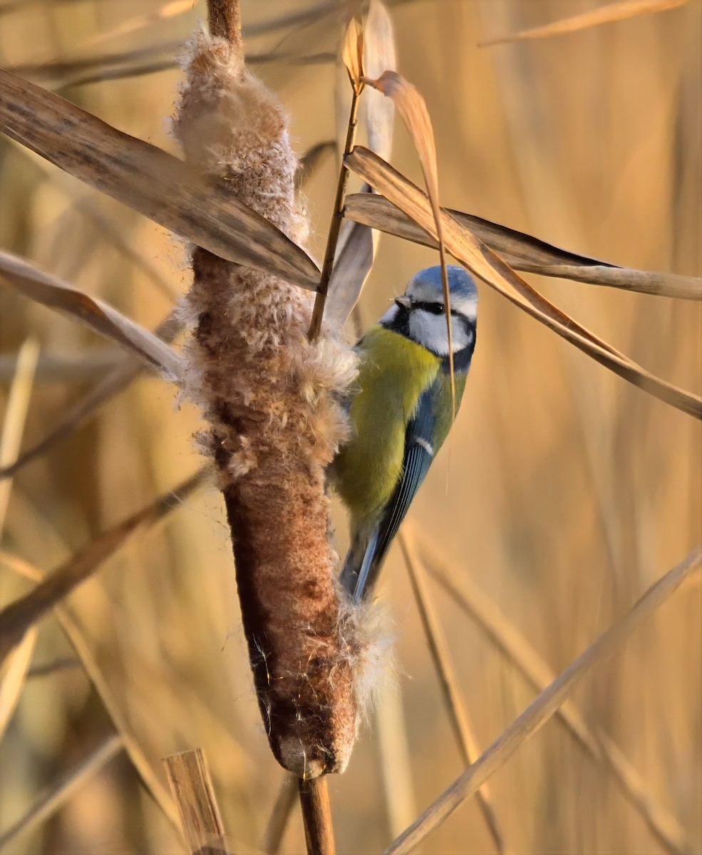 Eurasian Blue Tit - ML646750598