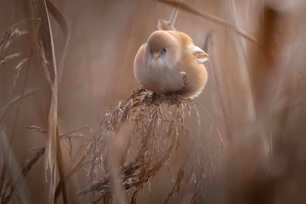 Bearded Reedling - ML646750600