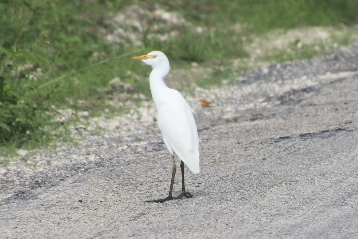 Airone guardabuoi - ML646750601