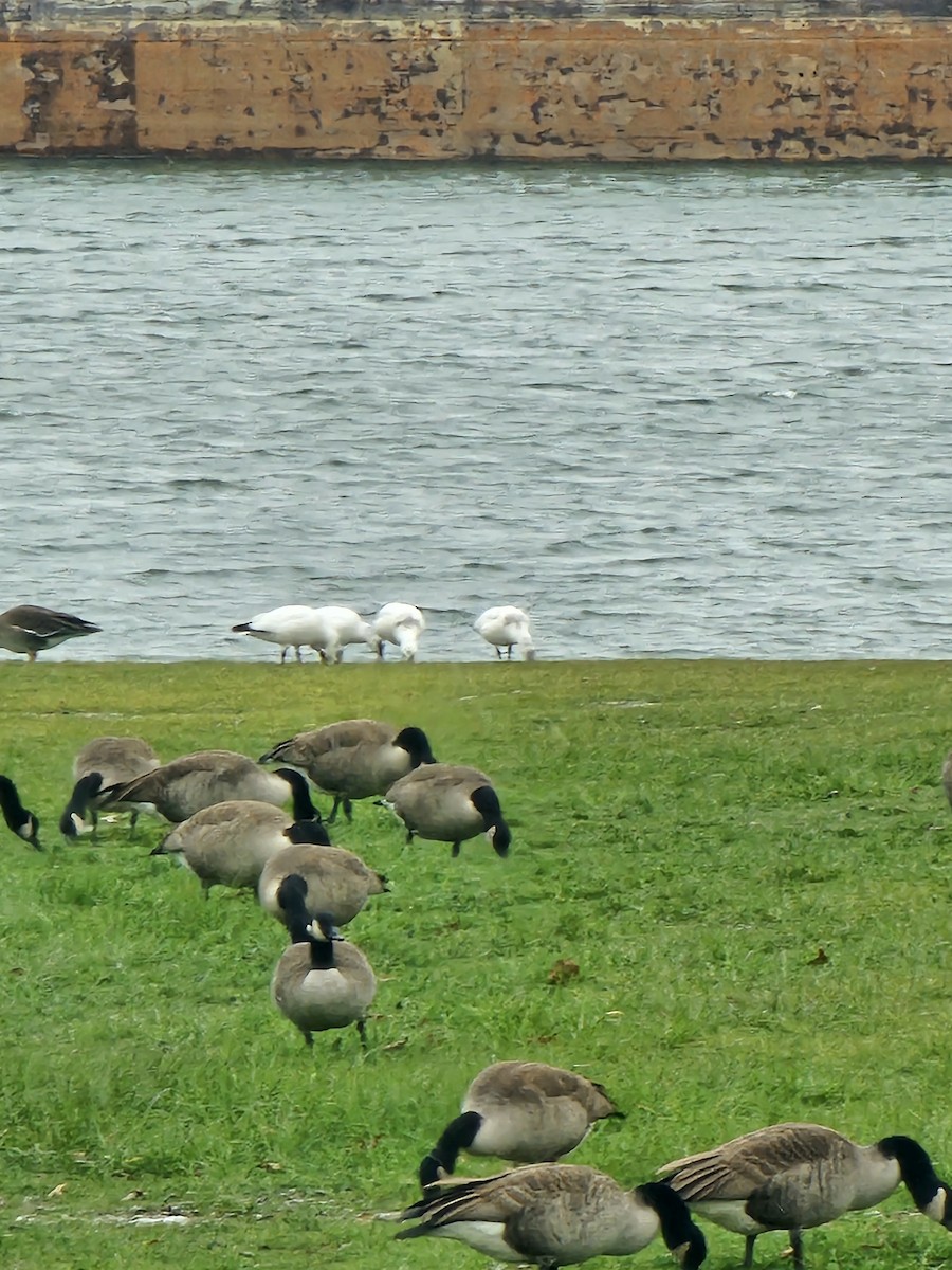 Snow Goose - ML646750602