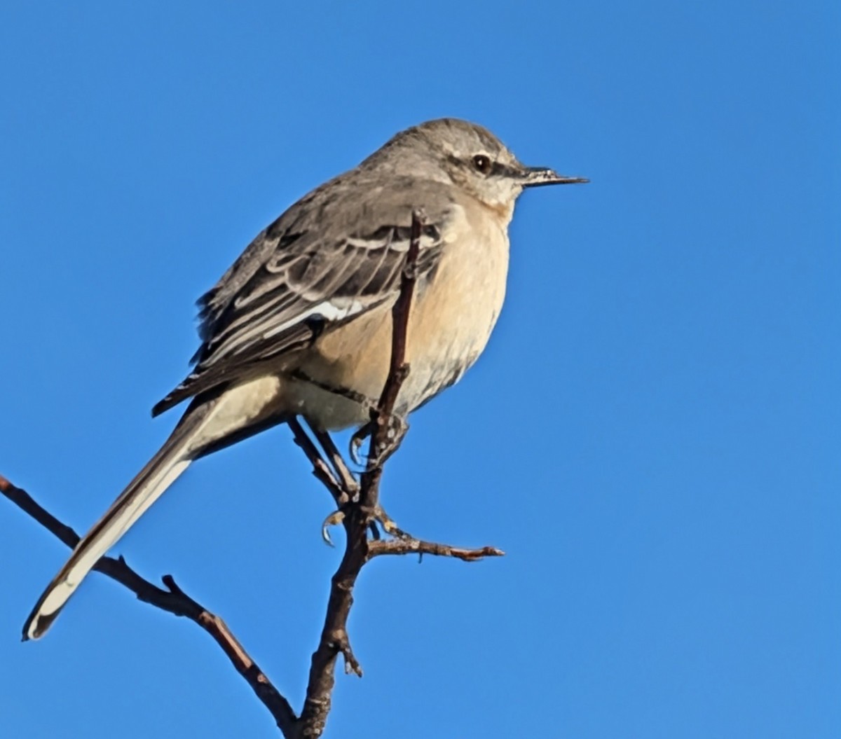 Northern Mockingbird - ML646750604