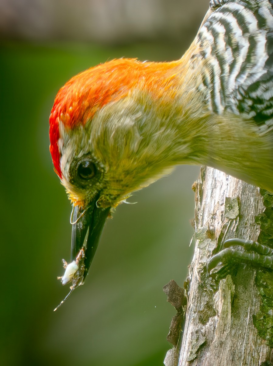 Red-crowned Woodpecker - ML646750606