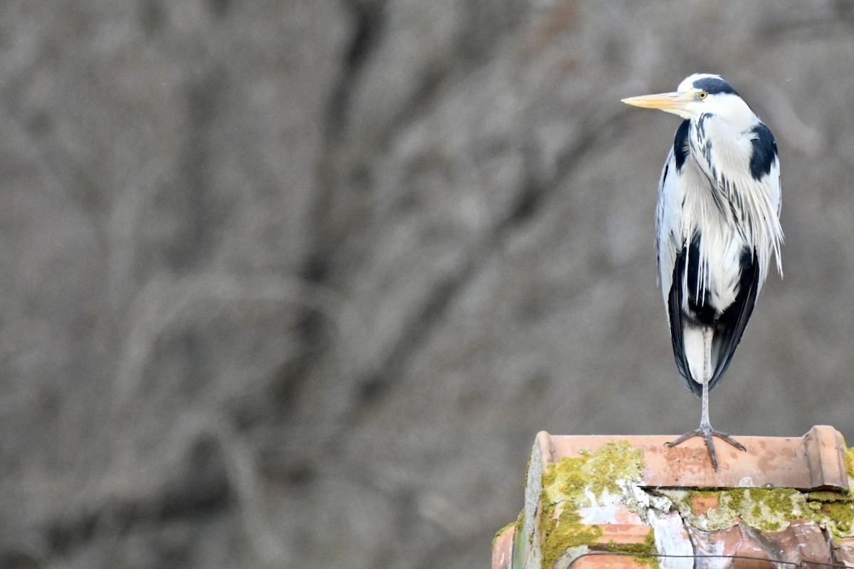 Koartza hauskara - ML646750609