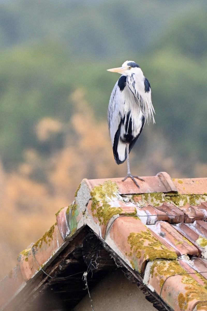 Koartza hauskara - ML646750610