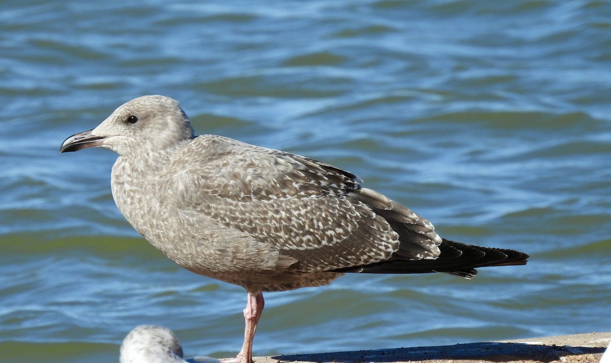 アメリカセグロカモメ - ML646750611