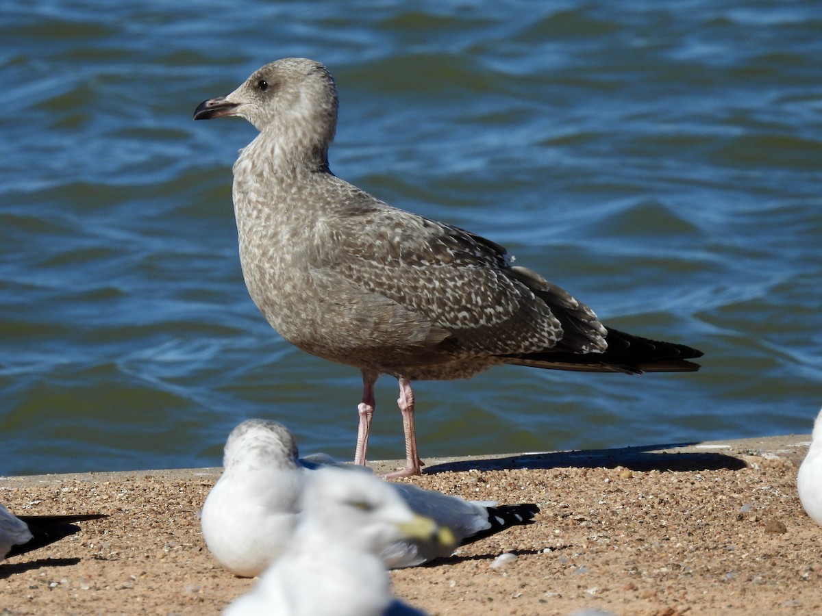 アメリカセグロカモメ - ML646750612