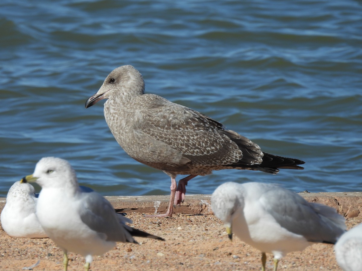 アメリカセグロカモメ - ML646750613