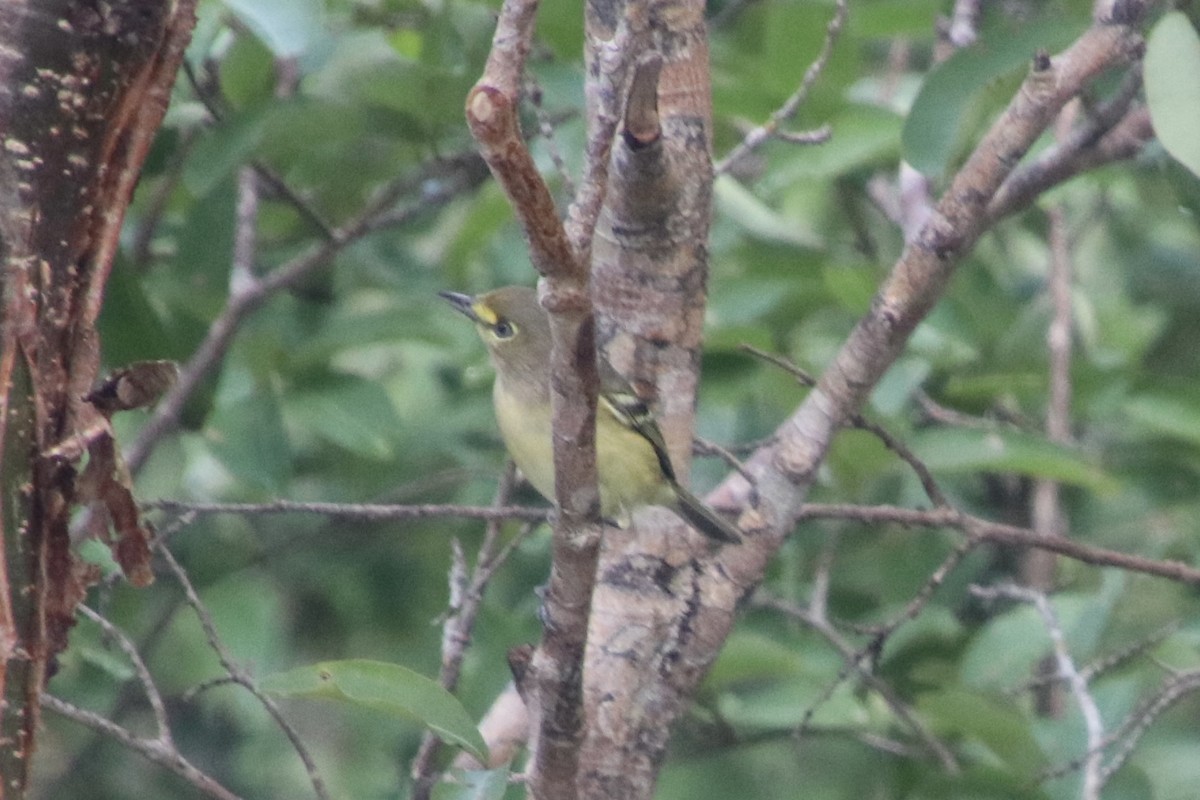 Thick-billed Vireo - ML646750616