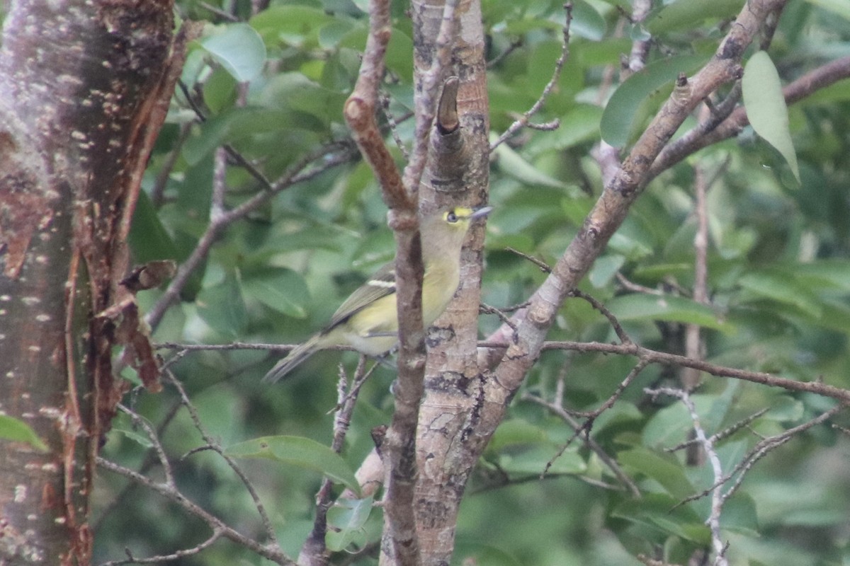 Thick-billed Vireo - ML646750617