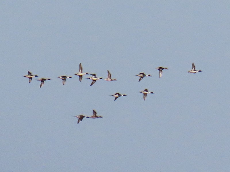 Spießente - ML646750618