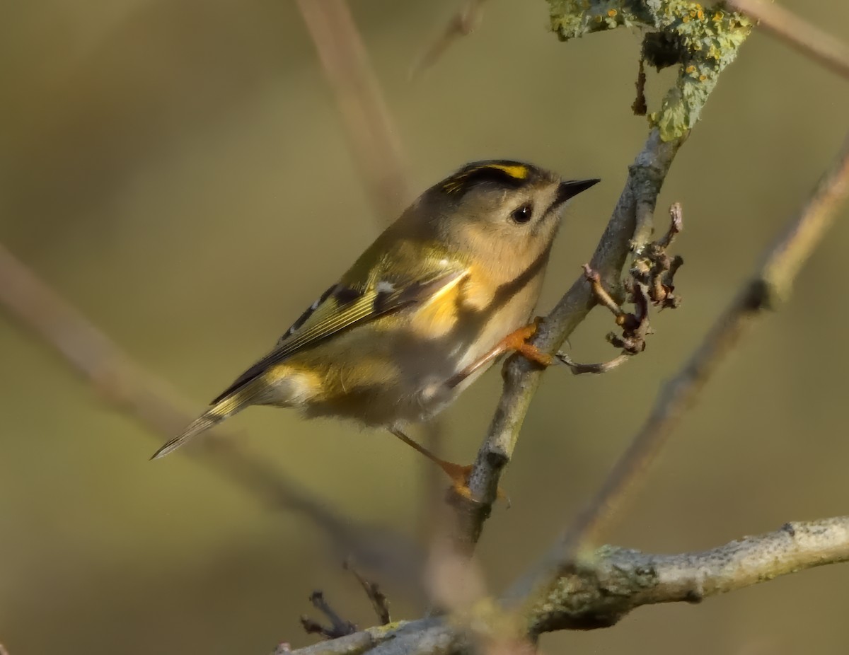 Золотомушка жовточуба - ML646750623