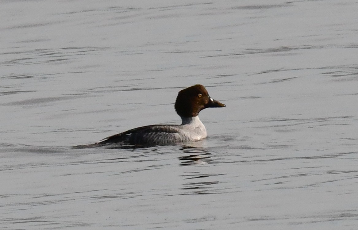 Common Goldeneye - ML646750625