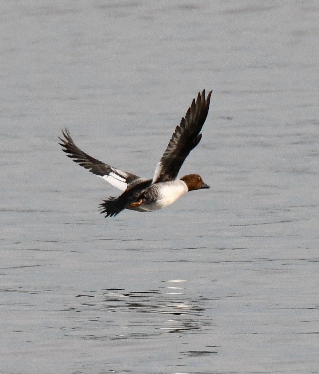 Common Goldeneye - ML646750626