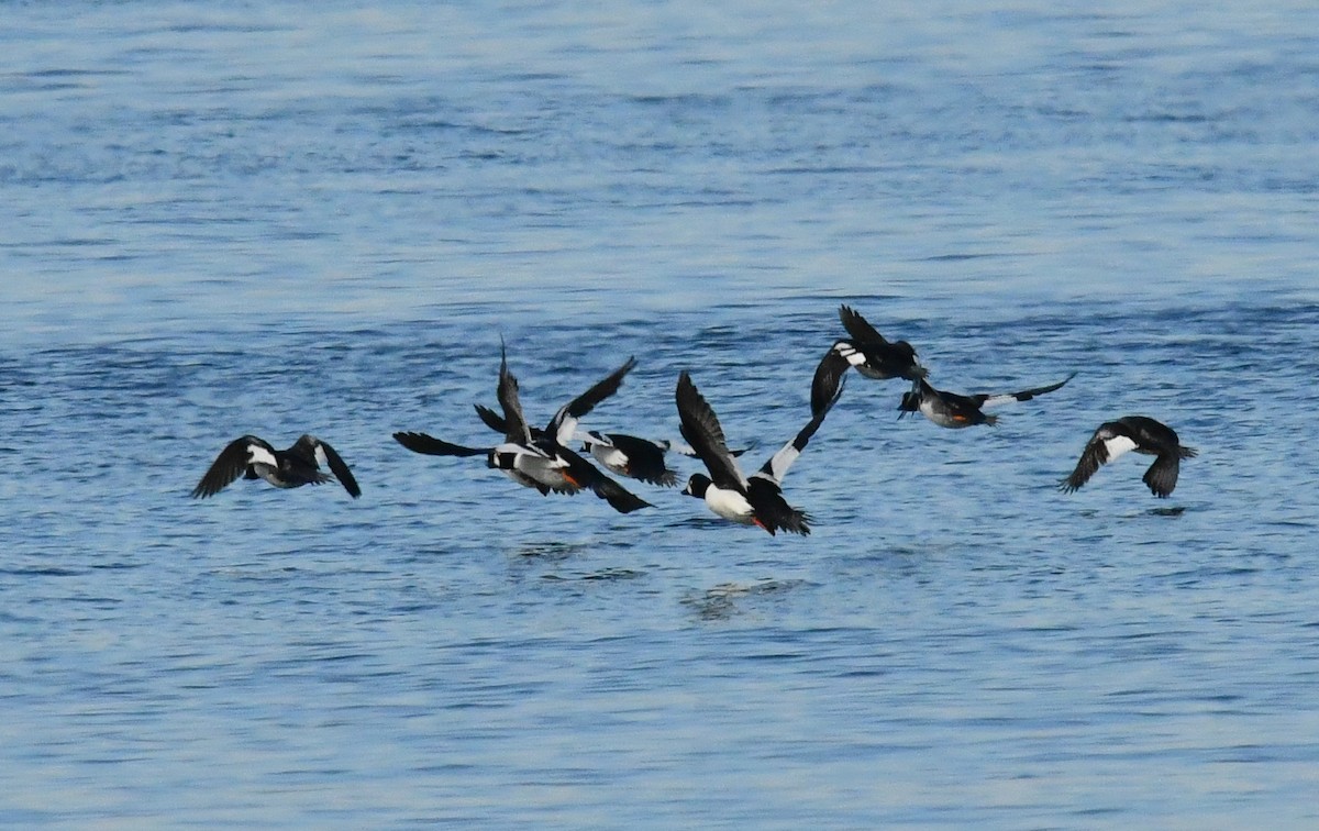 Common Goldeneye - ML646750627