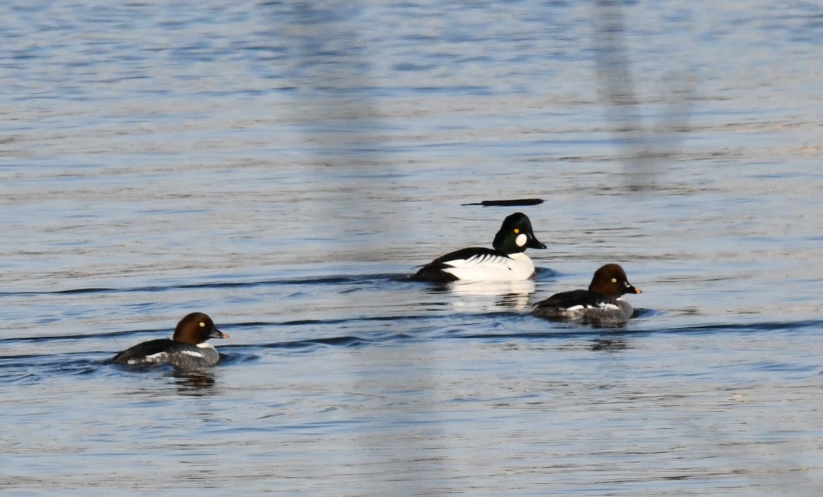 Common Goldeneye - ML646750629