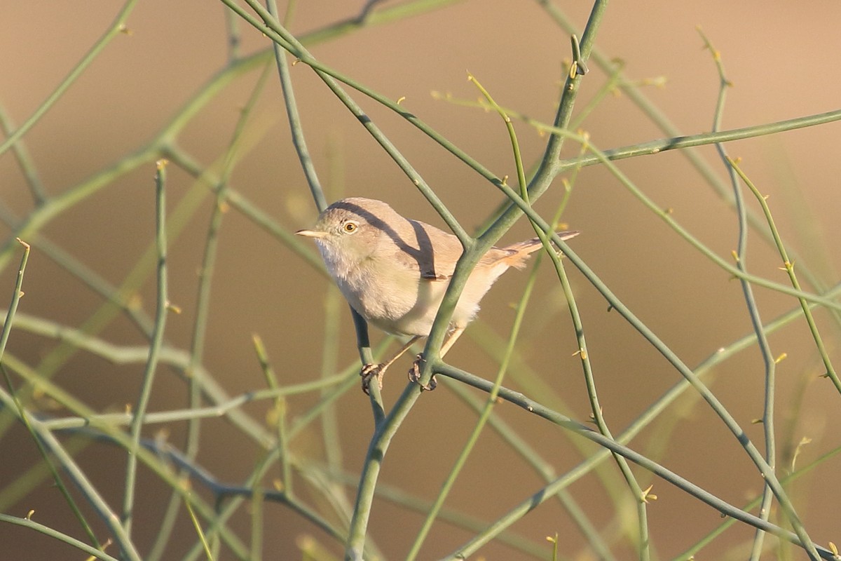 סבכי מדבר - ML646750638