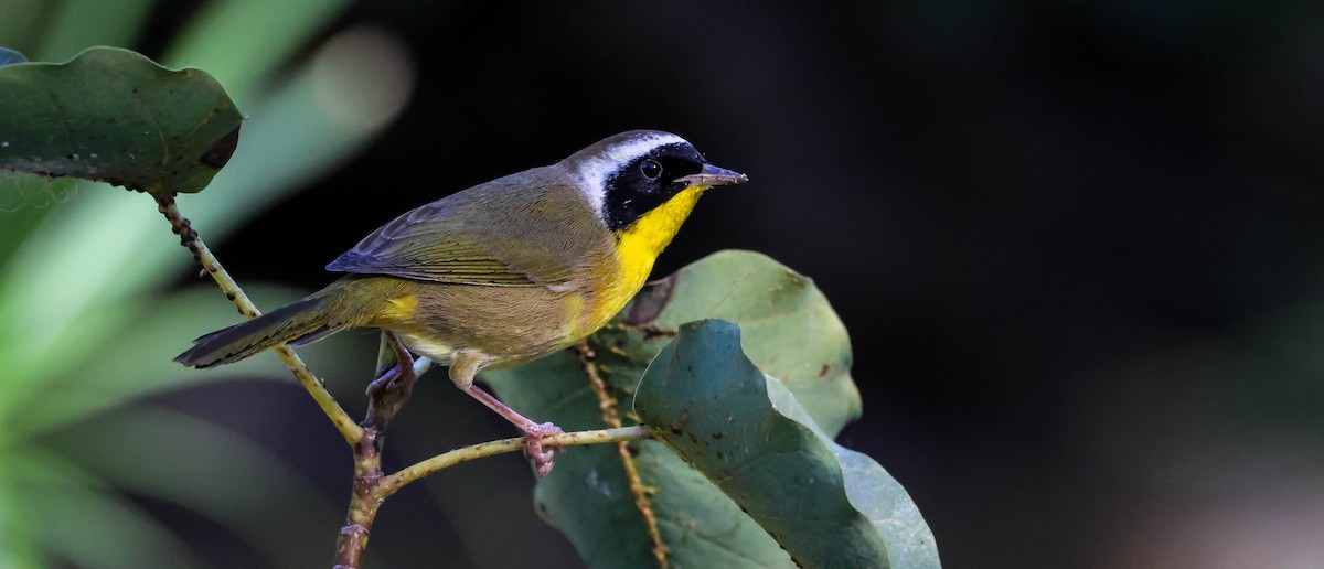 Common Yellowthroat - ML646750639