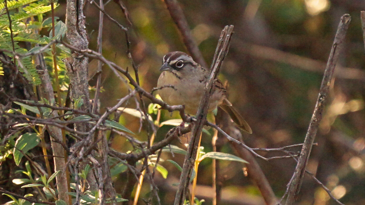 Chingolo Oaxaqueño - ML646750641
