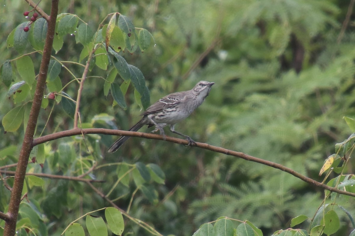 Bahama Mockingbird - ML646750642