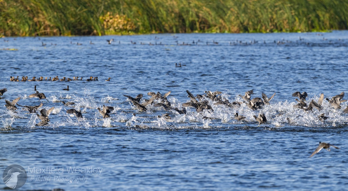 Лиска американська (червонобляшкова) - ML646750643