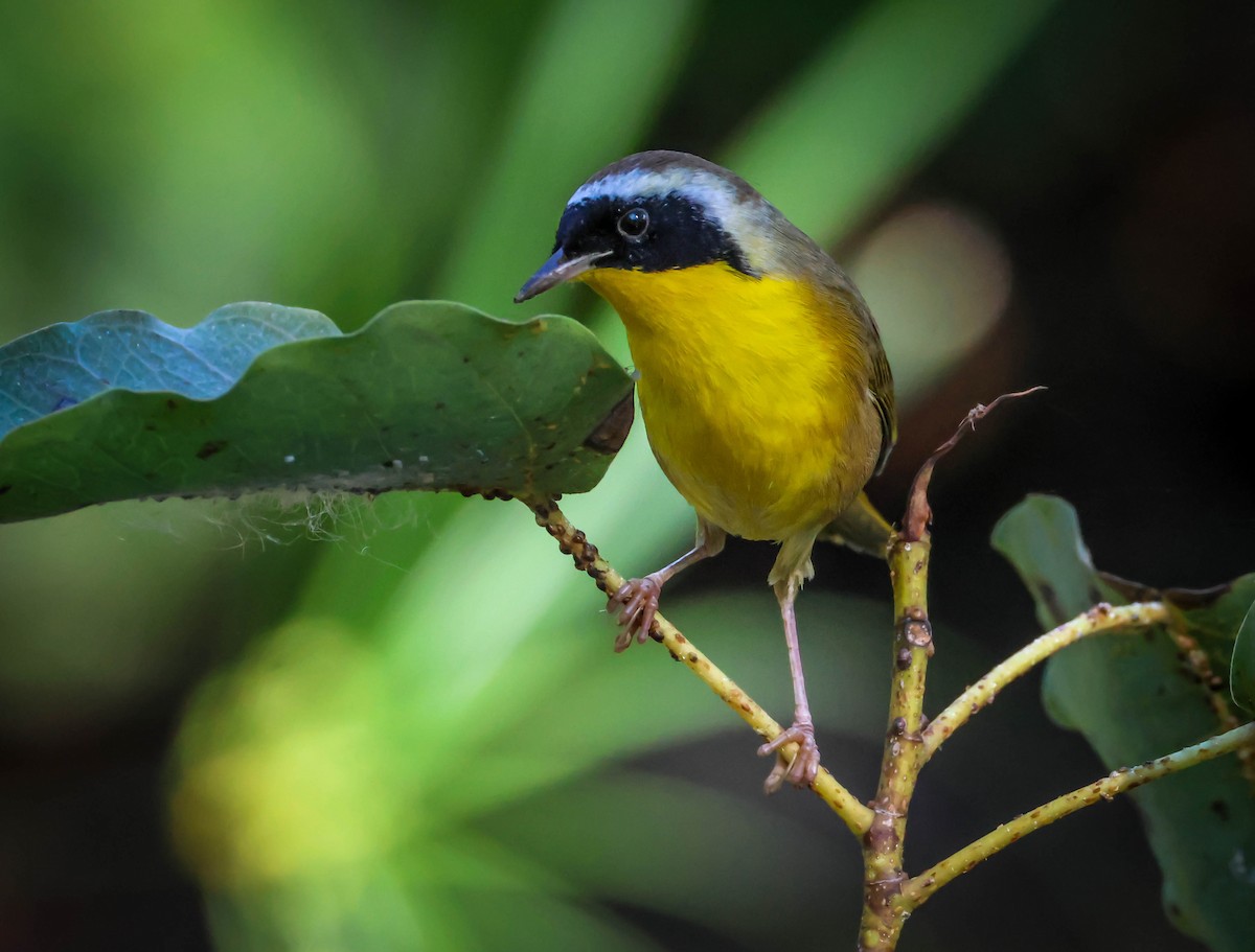 Common Yellowthroat - ML646750645