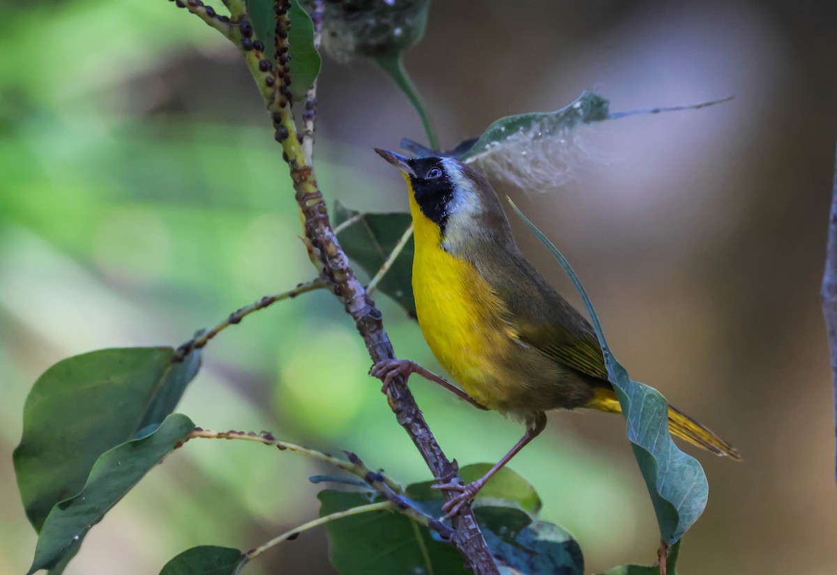 Common Yellowthroat - ML646750646
