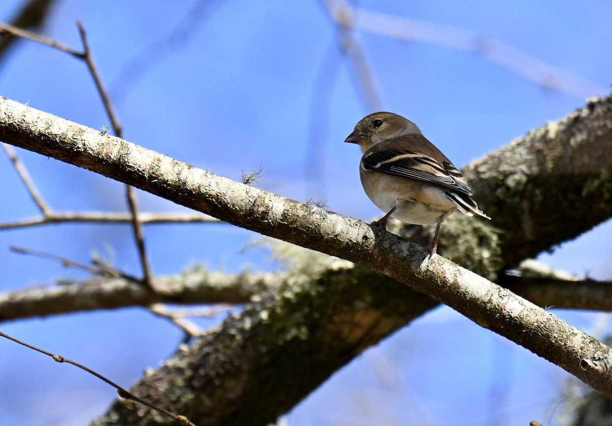 Чиж золотий - ML646750648