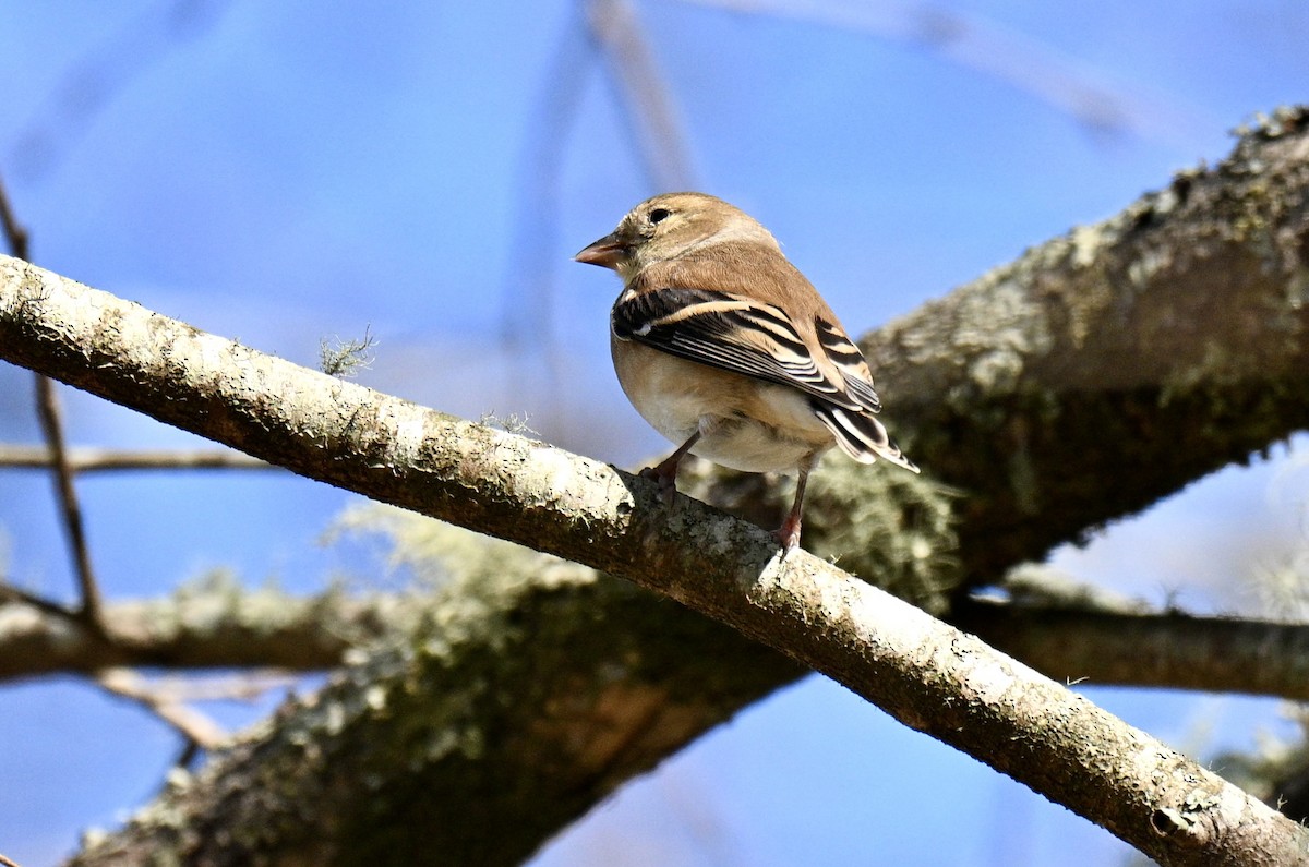 Чиж золотий - ML646750649