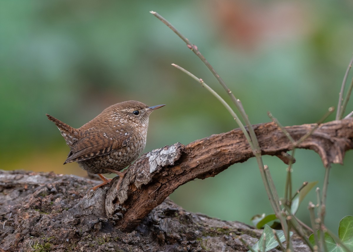 Winter Wren - ML646750650