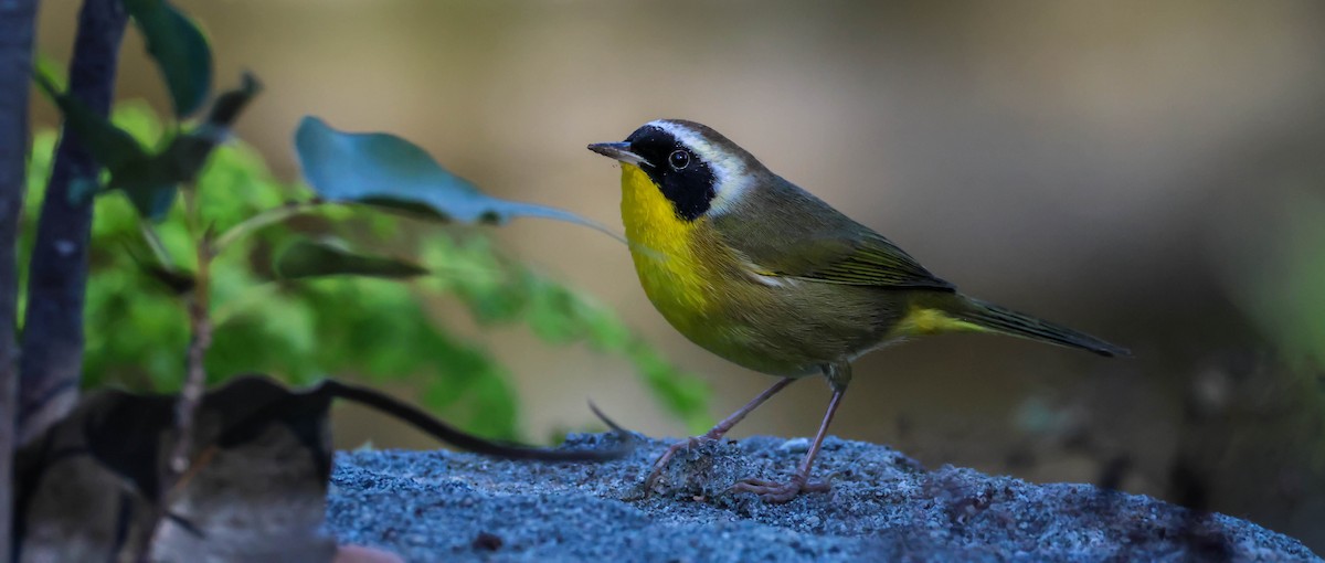 Common Yellowthroat - ML646750651