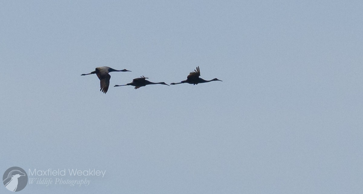 Журавель канадський - ML646750652