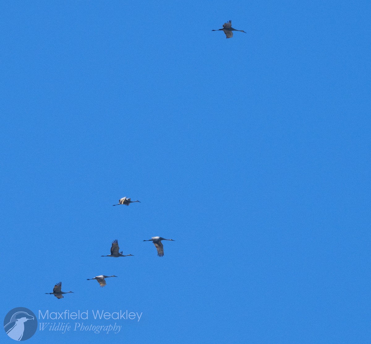 Журавель канадський - ML646750653