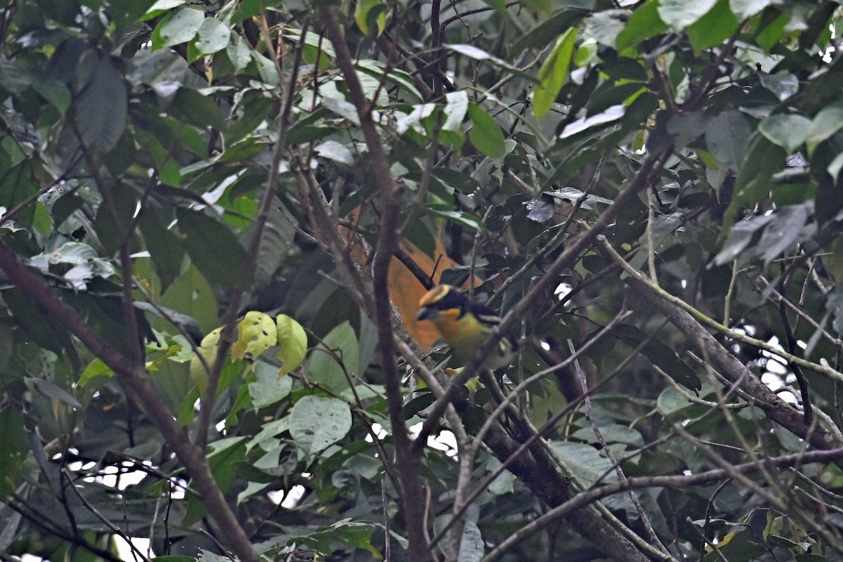 Бородатка золотиста - ML646750654