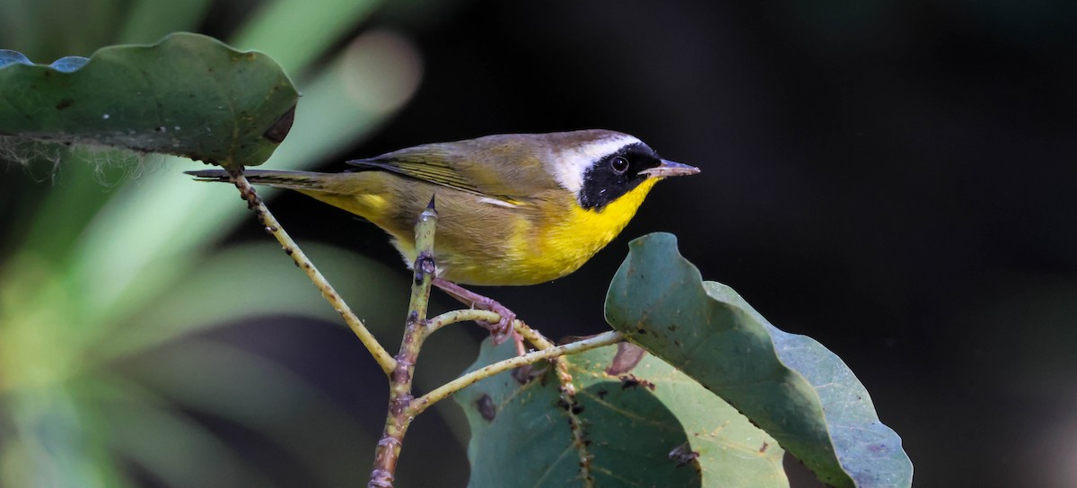 Common Yellowthroat - ML646750655