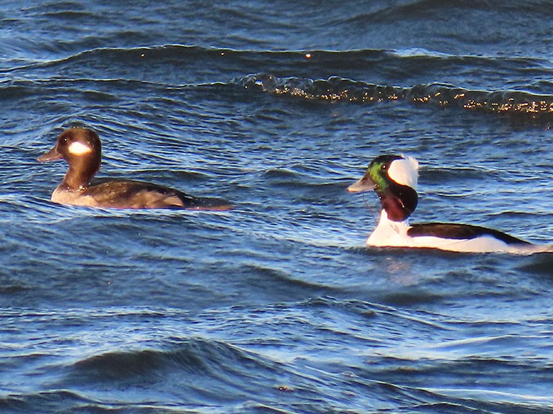 Büffelkopfente - ML646750657