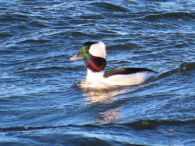 Büffelkopfente - ML646750658