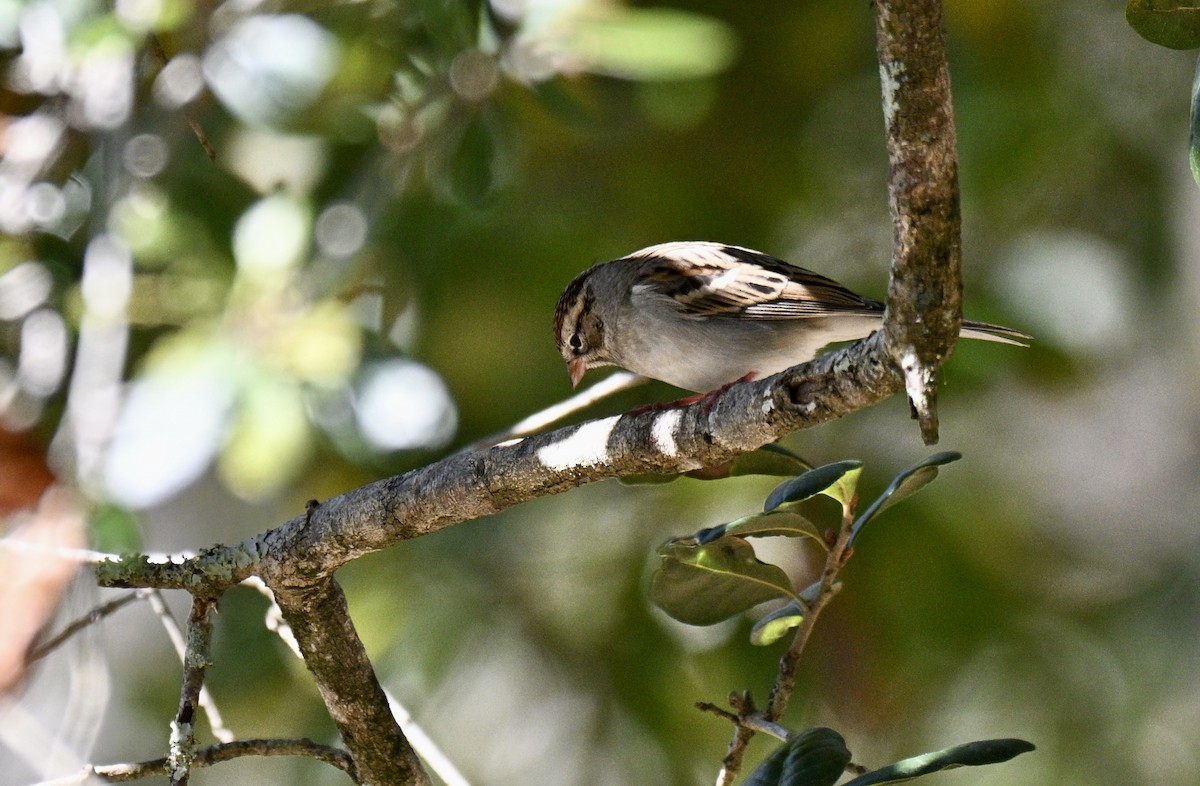 Карнатка білоброва - ML646750659