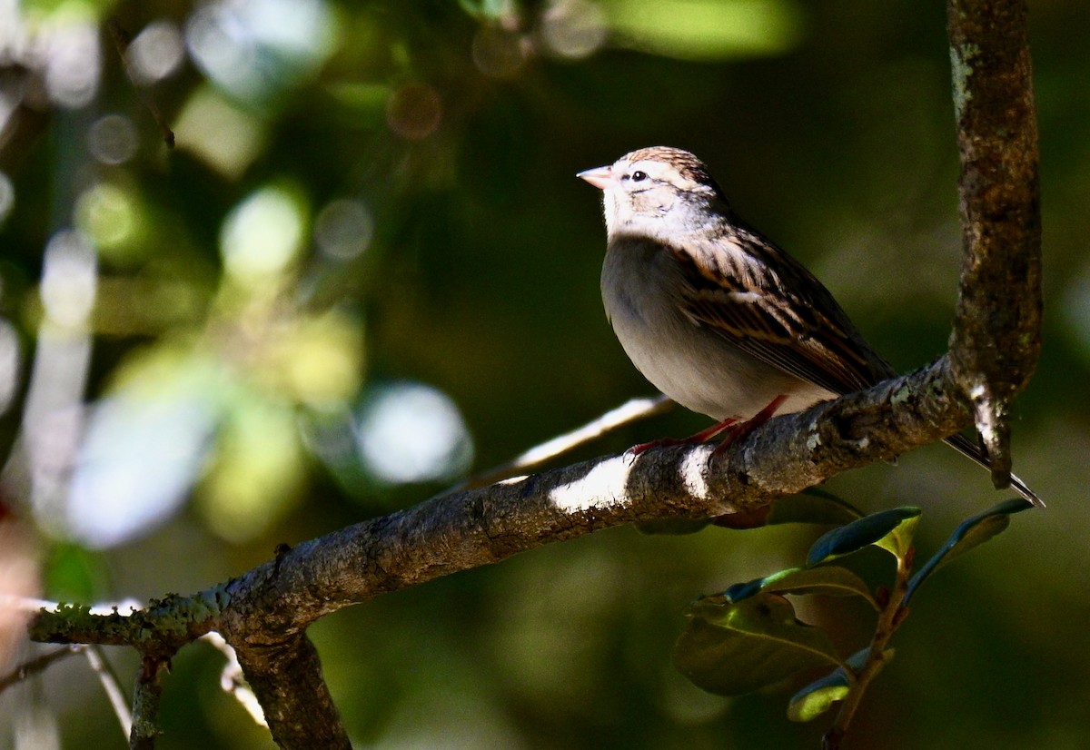 Карнатка білоброва - ML646750660