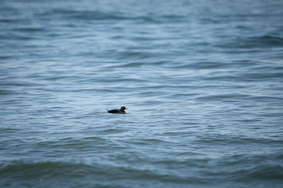 ヨーロッパクロガモ - ML646750662