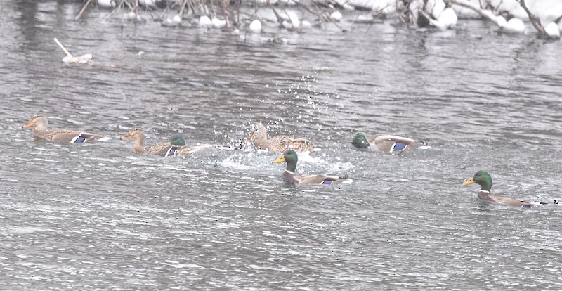 Mallard - ML646750663