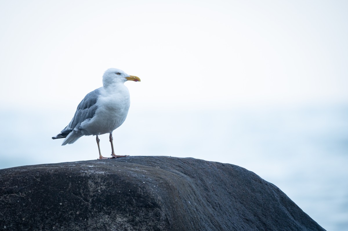 Мартин сріблястий - ML646750664