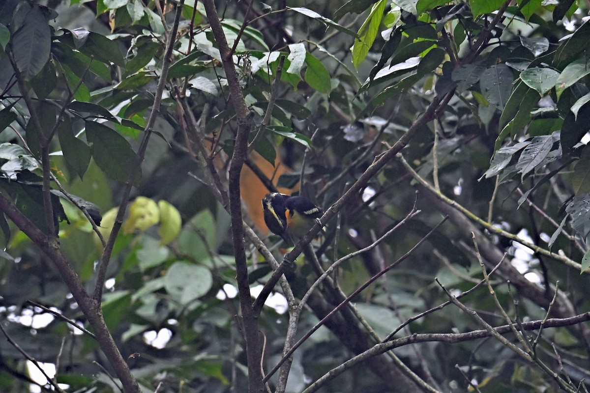 Бородатка золотиста - ML646750665